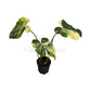Philodendron gloriosum variegated – 5" Pot