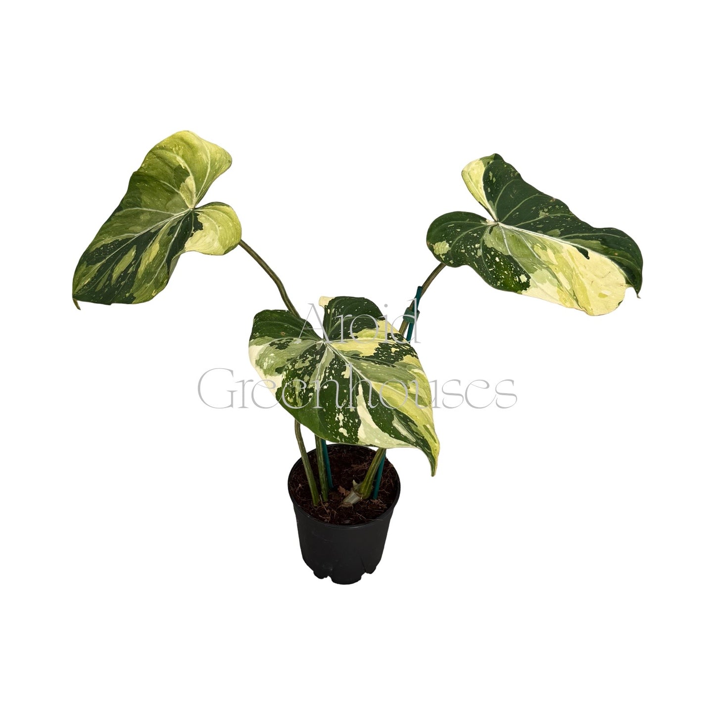 Philodendron gloriosum variegated – 5" Pot