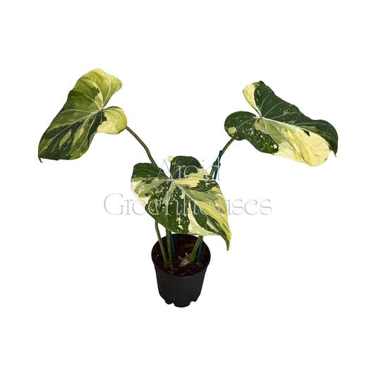 Philodendron gloriosum variegated – 5" Pot