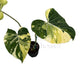 Philodendron gloriosum variegated – 5" Pot