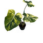 Philodendron gloriosum variegated – 5" Pot