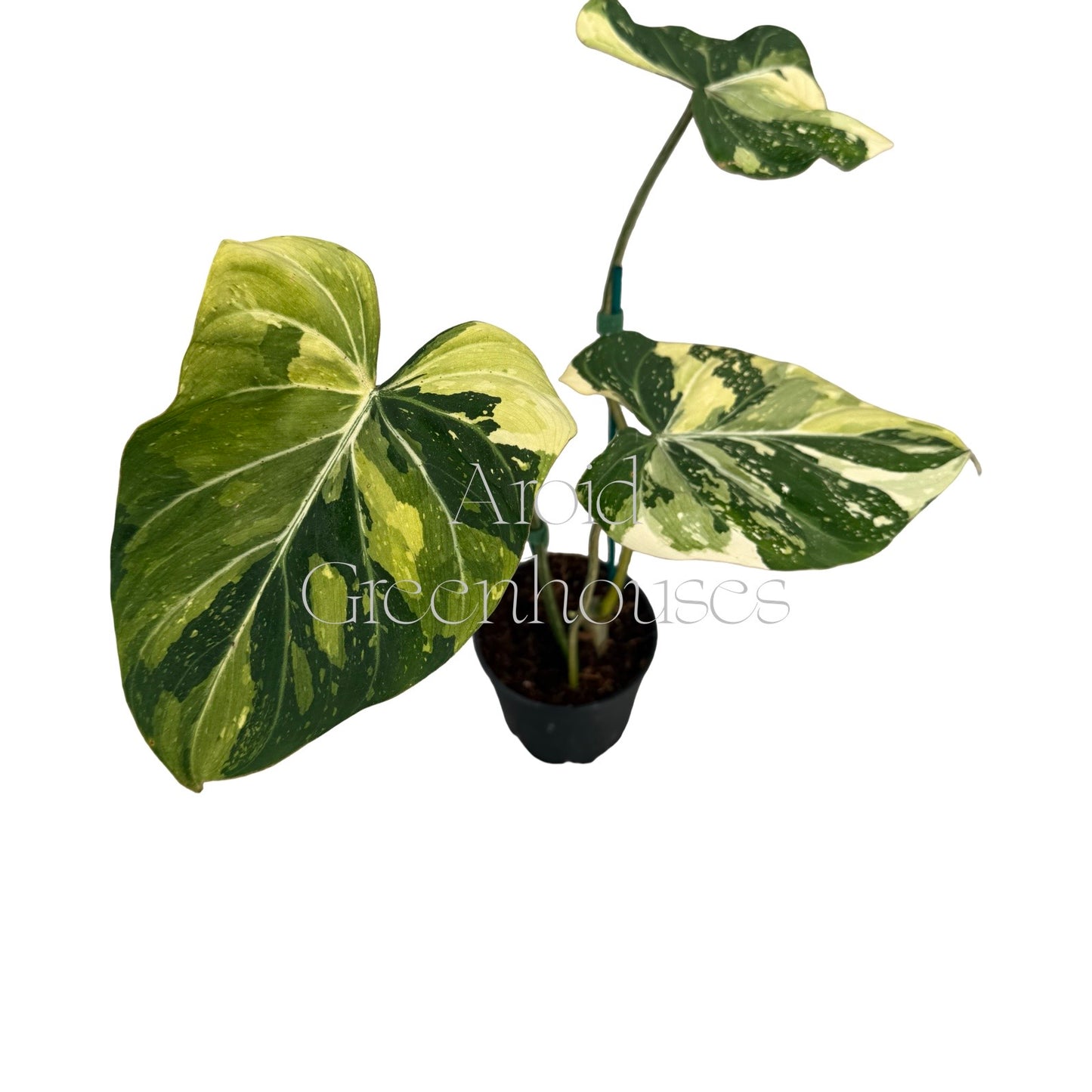Philodendron gloriosum variegated – 5" Pot