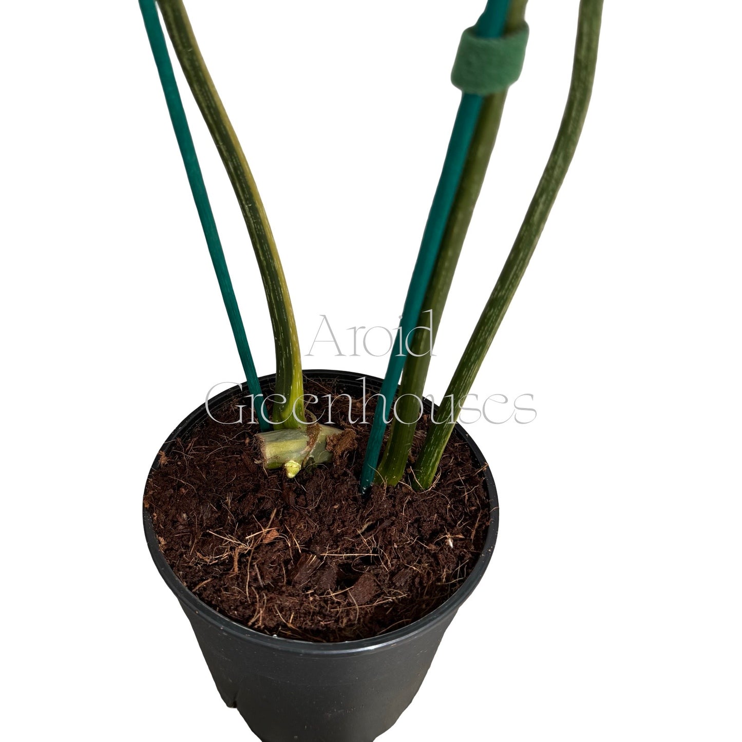 Philodendron gloriosum variegated – 5" Pot