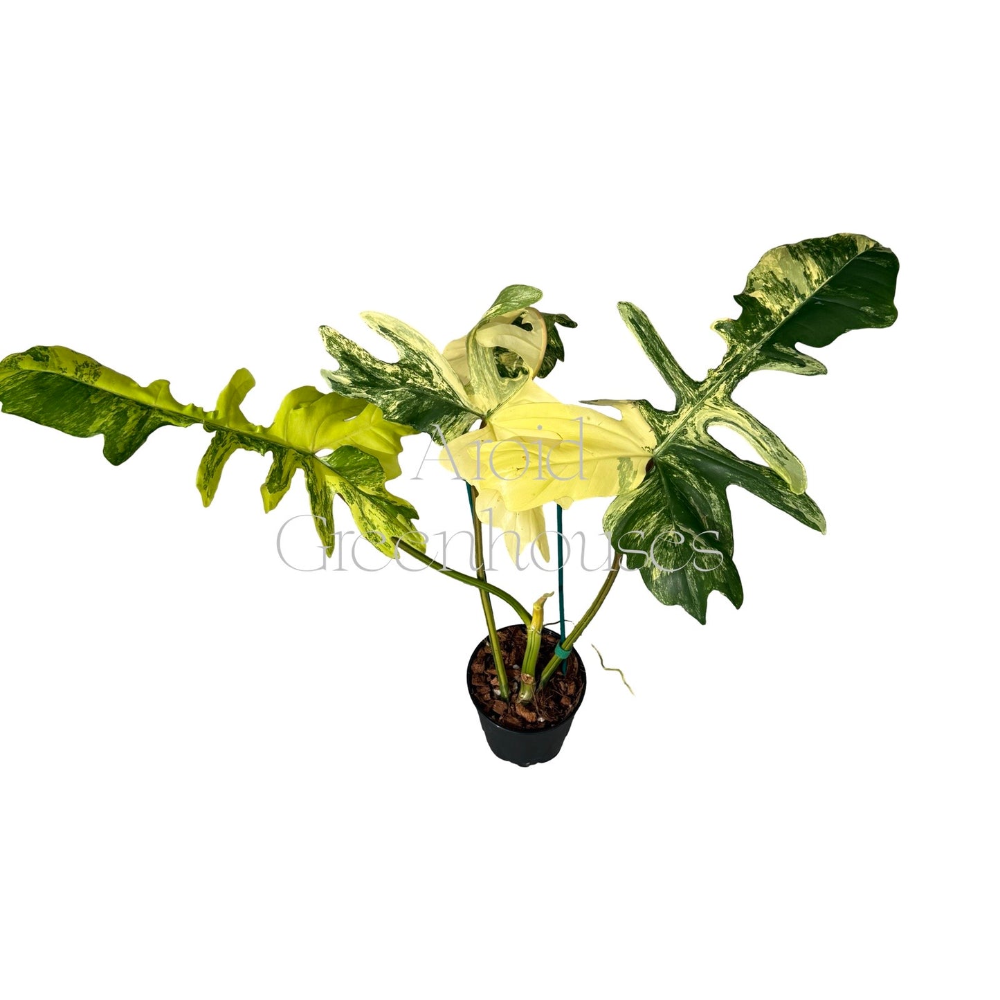 Philodendron 'Florida Beauty' x 'Mayoi' variegated – 5" Pot