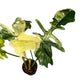Philodendron 'Florida Beauty' x 'Mayoi' variegated – 5" Pot