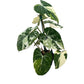 Philodendron gloriosum variegated – 5" Pot
