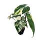 Philodendron gloriosum variegated – 5" Pot
