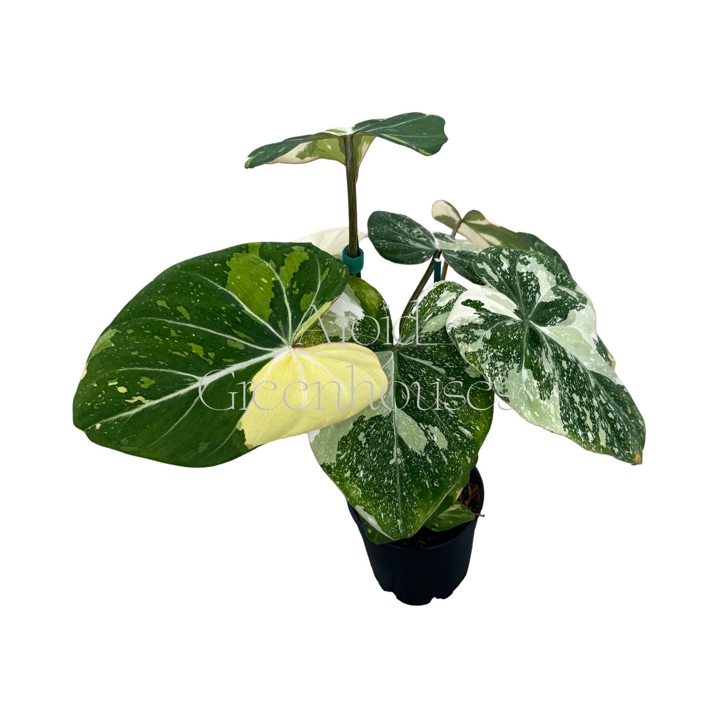 Philodendron gloriosum variegated – 5" Pot