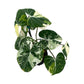Philodendron gloriosum variegated – 5" Pot