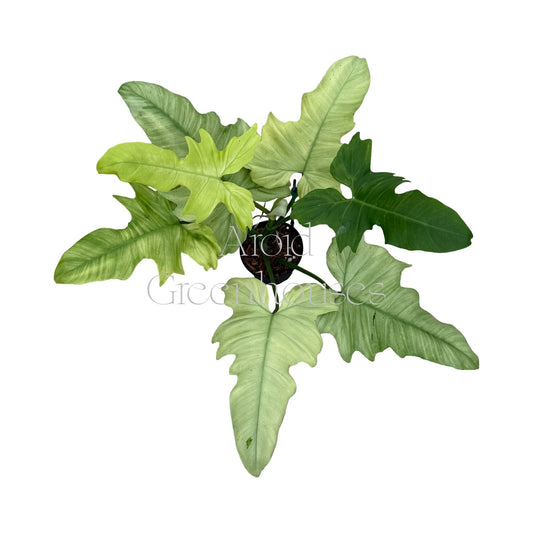 Philodendron 'Golden Dragon' (Mint) – 5" Pot