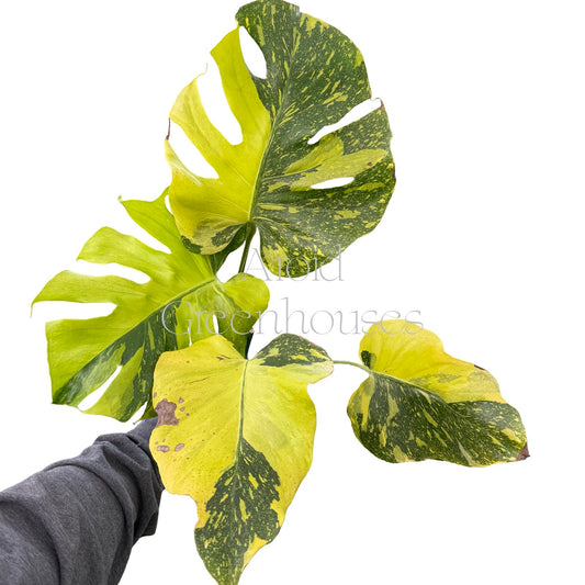 Monstera 'Electrolyte' – 4" Pot
