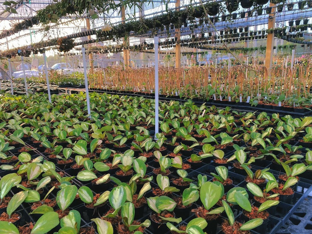 Aroid Greenhouses offers wholesale orders and has extensive selection of Rare Aroid/Exotic Plants and Hoyas. For more information, please take a look at our wholesale ordering process page and then contact us through our Wholesale Inquiry form.