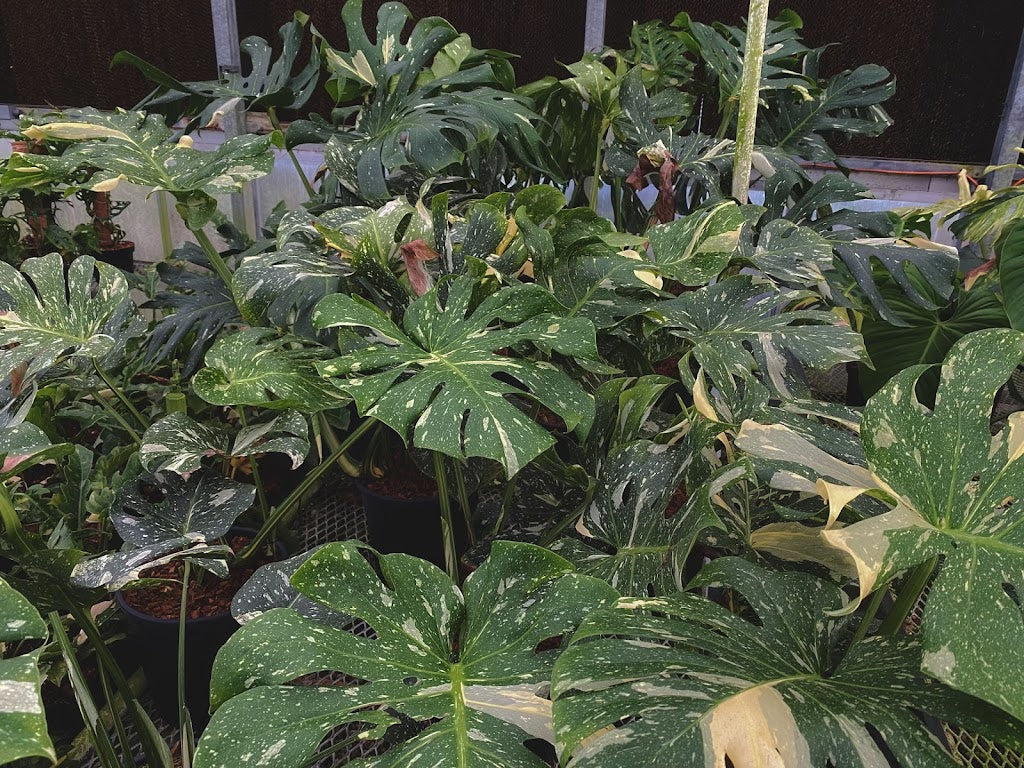 Aroid Greenhouses offers wholesale orders and has extensive selection of Rare Aroid/Exotic Plants and Hoyas. For more information, please take a look at our wholesale ordering process page and then contact us through our Wholesale Inquiry form.