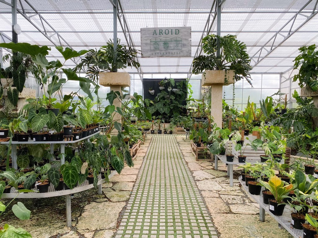 Aroid Greenhouses has extensive selection of Rare Aroid/Exotic Plants and Hoyas housed in a tropical paradise. Aroid Plants and Hoyas are available for wholesale orders. Our retail shop is at Perfect Choice Nursery located in South Florida.